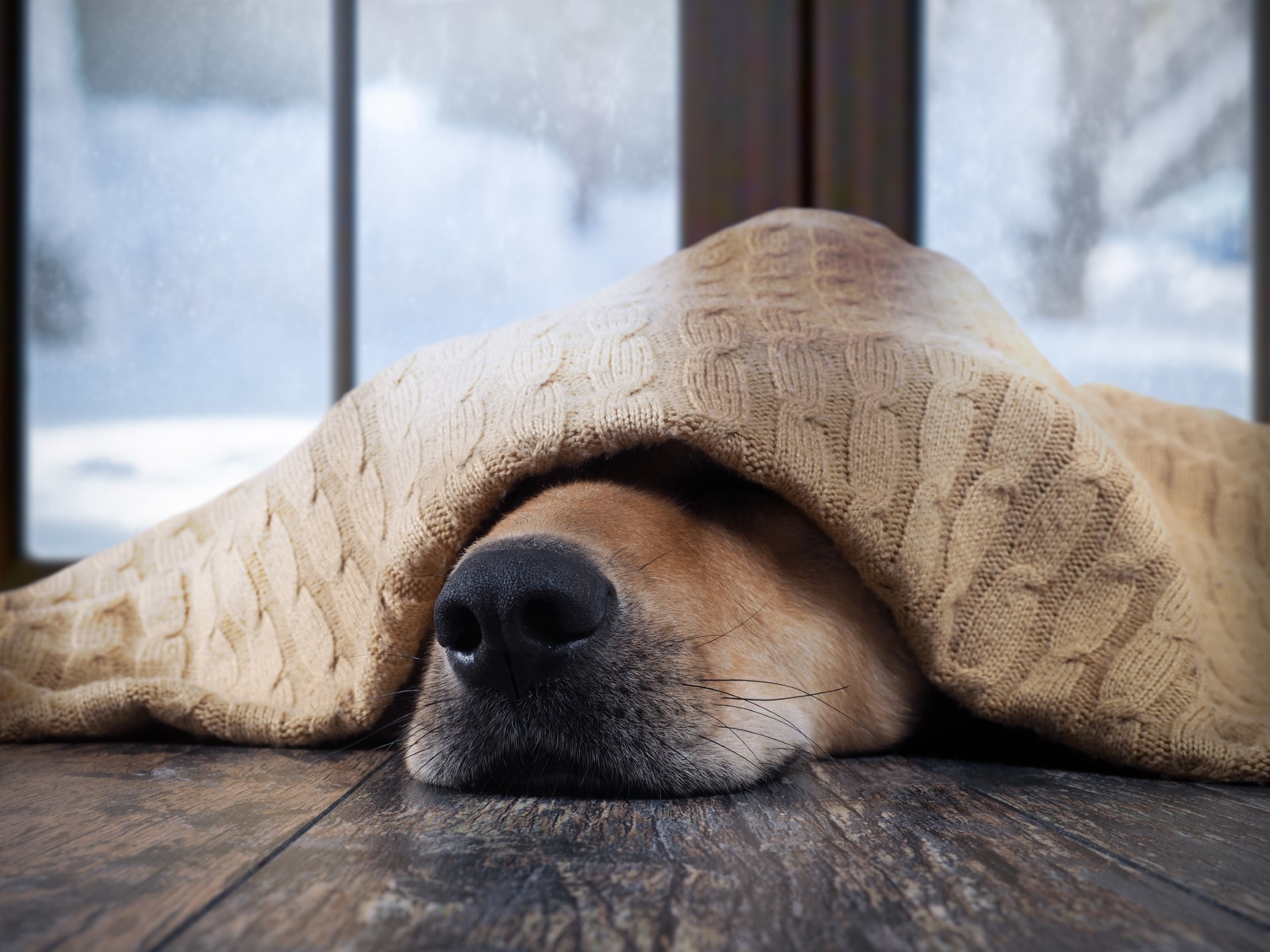 Dog with a blanket. Stay warm fuel.